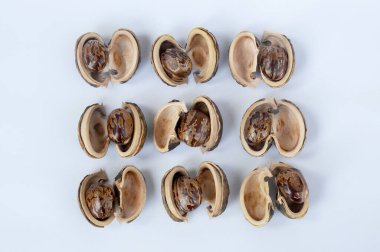 Kauçuk tohumu beyaz arkaplanda izole edildi 