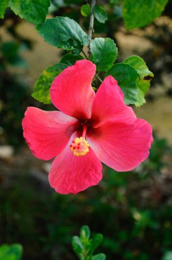 Hibiscus rosa-sinensis, Malvaceae familyasından bir bitki cinsidir. Malezya ulusal çiçeğiydi.. 