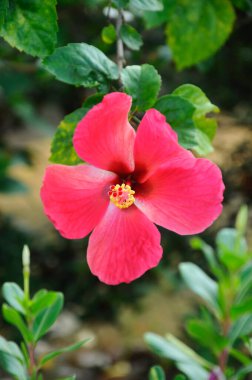 Hibiscus rosa-sinensis, Malvaceae familyasından bir bitki cinsidir. Malezya ulusal çiçeğiydi.. 