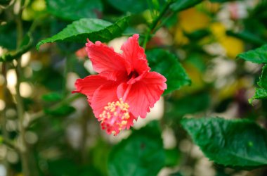 Hibiscus rosa-sinensis, Malvaceae familyasından bir bitki cinsidir. Malezya ulusal çiçeğiydi.. 