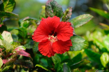 Hibiscus rosa-sinensis, Malvaceae familyasından bir bitki cinsidir. Malezya ulusal çiçeğiydi.. 