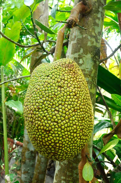 Jackfruit Che Deve Ancora Essere Raccolto — Foto Stock