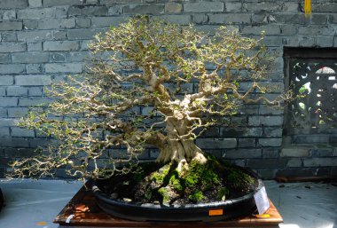 PUTRAJAYA, MALAYSIA - 30 Mayıs 2016: Putrajaya, Malezya 'daki Royal Floria Putrajaya bahçesinde halk için Bonsai ağacı görüntüsü.