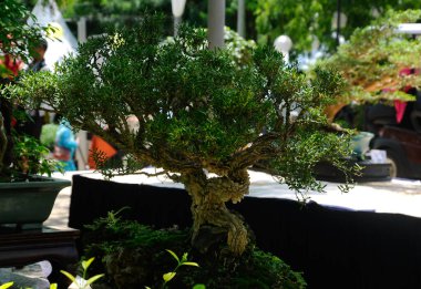 PUTRAJAYA, MALAYSIA - 30 Mayıs 2016: Putrajaya, Malezya 'daki Royal Floria Putrajaya bahçesinde halk için Bonsai ağacı görüntüsü.