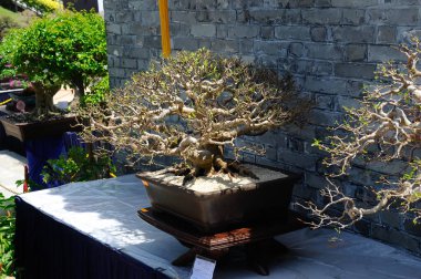PUTRAJAYA, MALAYSIA - 30 Mayıs 2016: Putrajaya, Malezya 'daki Royal Floria Putrajaya bahçesinde halk için Bonsai ağacı görüntüsü.