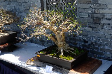 PUTRAJAYA, MALAYSIA - 30 Mayıs 2016: Putrajaya, Malezya 'daki Royal Floria Putrajaya bahçesinde halk için Bonsai ağacı görüntüsü.