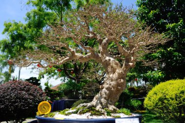 PUTRAJAYA, MALAYSIA - 30 Mayıs 2016: Putrajaya, Malezya 'daki Royal Floria Putrajaya bahçesinde halk için Bonsai ağacı görüntüsü.