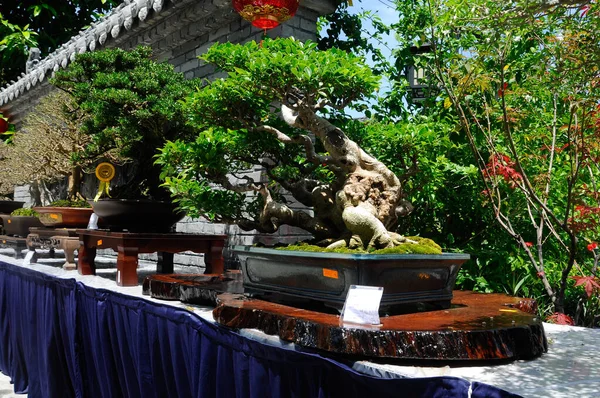 Putrajaya Malaysia May 2016 Bonsai Tree Display Public Royal Floria — Stock Photo, Image