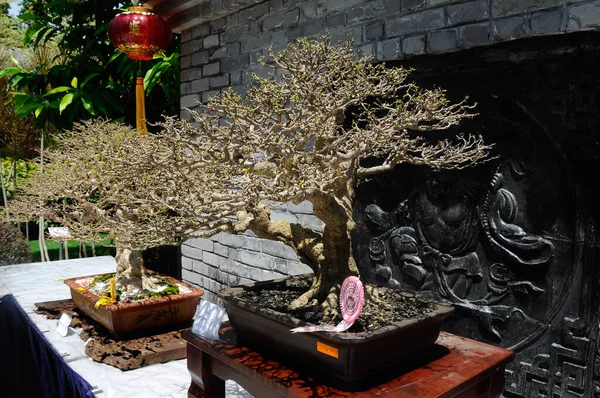 Putrajaya Malaysia May 2016 Bonsai Tree Display Public Royal Floria — Stock Photo, Image