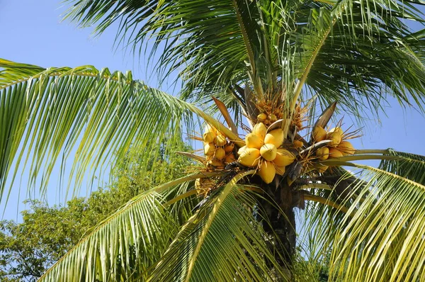 Żółte Kokosy Drzewach Niektóre Kokosy Prawie Dojrzałe — Zdjęcie stockowe