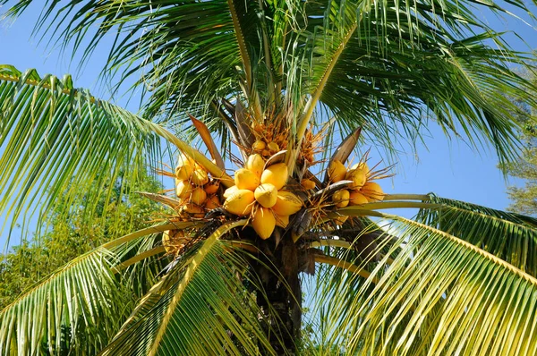Żółte Kokosy Drzewach Niektóre Kokosy Prawie Dojrzałe — Zdjęcie stockowe