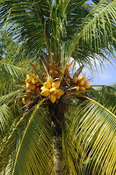 Yellow coconuts on the trees. Some of the coconuts are almost ripe.