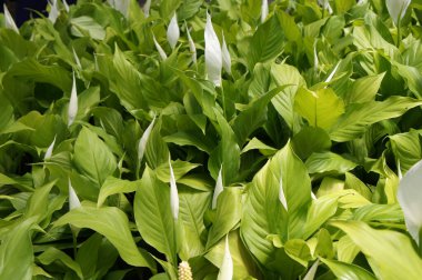 Spatthiphyllum Kochii, Amerika ve Güneydoğu Asya 'nın tropikal bölgelerine özgüdür. Spatthiphyllum 'un bazı türleri genellikle nilüferler ve nilüferler olarak bilinir. Bitki bakımevine yerleştirilmiş.. 