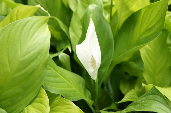 Spathiphyllum Kochii Originario Delle Regioni Tropicali Delle Americhe Del Sud — Foto Stock