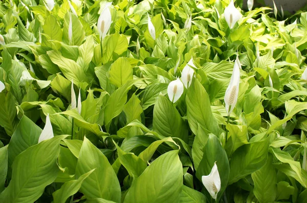 Spathiphyllum Kochii Originario Delle Regioni Tropicali Delle Americhe Del Sud — Foto Stock