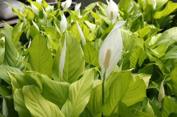 Spathiphyllum Kochii Native Tropical Regions Americas Southeastern Asia Certain Species — Stock Photo, Image