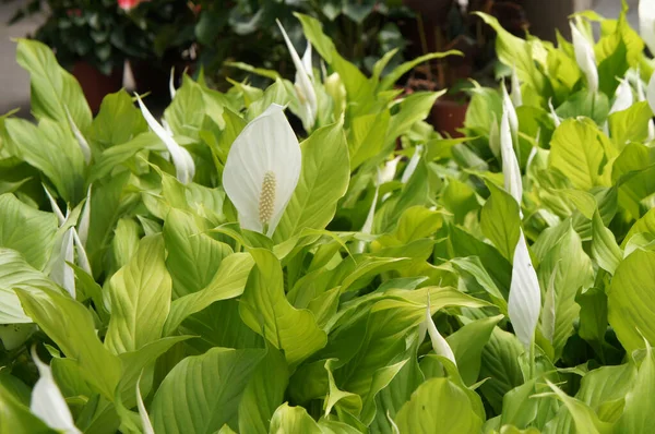 Spathiphyllum Kochii Native Tropical Regions Americas Southeastern Asia Certain Species — Stock Photo, Image