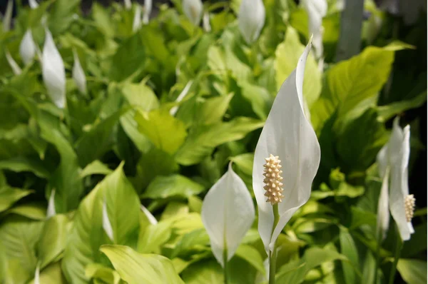 Spathiphyllum Kochiiはアメリカや東南アジアの熱帯地域に自生します ある種のSpathiphyllumは一般的にパスまたはピースユリとして知られている 植物保育園に植えられた — ストック写真