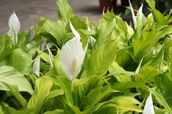 Spathiphyllum Kochii Ist Tropischen Regionen Amerikas Und Südostasiens Beheimatet Bestimmte — Stockfoto