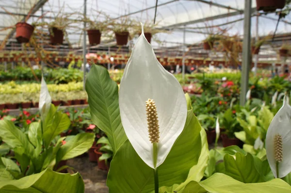 Spathiphyllum Kochiiはアメリカや東南アジアの熱帯地域に自生します ある種のSpathiphyllumは一般的にパスまたはピースユリとして知られている 植物保育園に植えられた — ストック写真