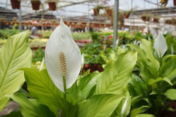 Spathiphyllum Kochii Native Tropical Regions Americas Southeastern Asia Certain Species — Stock Photo, Image