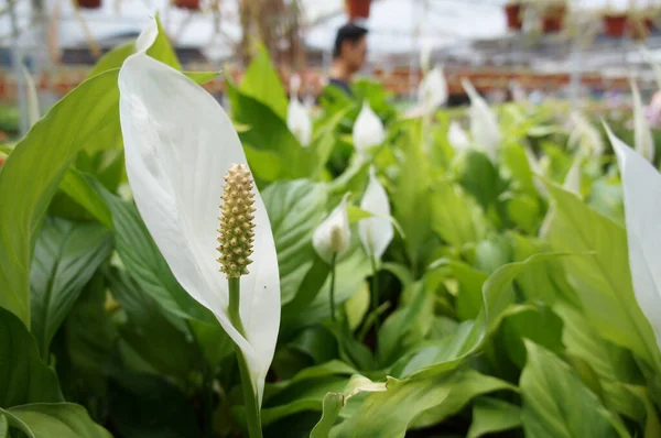 Spathiphyllum Kochii Originaria Las Regiones Tropicales Las Américas Sudeste Asiático —  Fotos de Stock