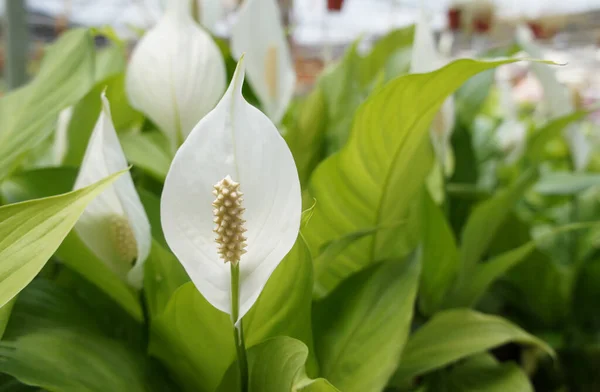 Spathiphyllum Kochii Berasal Dari Daerah Tropis Amerika Dan Asia Tenggara — Stok Foto