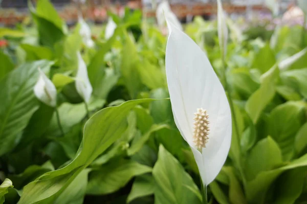 Spathiphyllum Kochii Ist Tropischen Regionen Amerikas Und Südostasiens Beheimatet Bestimmte — Stockfoto