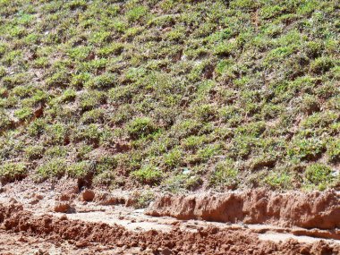 SEREMBAN, MALAYSIA - 4 Mart 2020: Erozyonu önlemek için yakın turing yöntemini kullanarak kalıcı eğim koruması. Bunun için kullanılan seçili ot türü çalışır. Otlar eğim yapısını da dengeler. Devam eden çalışmalar. 