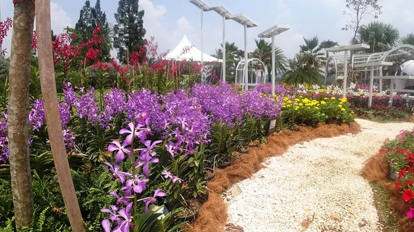 Kuala Lumpur Malaysia December 2019 Orquídeas Tropicais Exóticas Coloridas Florescem — Fotografia de Stock