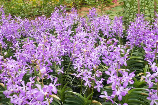 Kuala Lumpur Malaysia Dezember 2019 Bunte Tropische Exotische Orchideen Blühen — Stockfoto