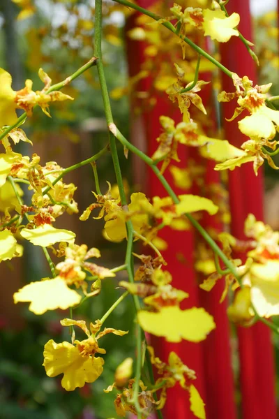 Kuala Lumpur Malaysia December 2019 Färgglada Tropiska Exotiska Orkidéer Blomma — Stockfoto