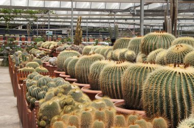 Küçük plastik kaplara ekilmiş küçük ve renkli bir kaktüs grubuna odaklanmış. Ev dekorasyonu için kullanılan küçük kaktüs. Bu kaktüsün satışı çiftçiler için bir gelir kaynağıdır..