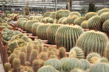 Küçük plastik kaplara ekilmiş küçük ve renkli bir kaktüs grubuna odaklanmış. Ev dekorasyonu için kullanılan küçük kaktüs. Bu kaktüsün satışı çiftçiler için bir gelir kaynağıdır..