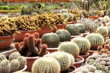 Küçük plastik kaplara ekilmiş küçük ve renkli bir kaktüs grubuna odaklanmış. Ev dekorasyonu için kullanılan küçük kaktüs. Bu kaktüsün satışı çiftçiler için bir gelir kaynağıdır..