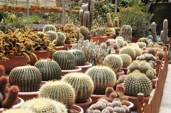 Selected Focused Group Small Colourful Cactus Planted Small Plastic Pots — Stock Photo, Image