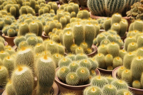 Selected Focused Group Small Colourful Cactus Planted Small Plastic Pots — Stock Photo, Image