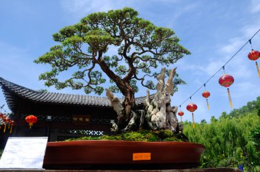 PUTRAJAYA, MALAYSIA - 30 Mayıs 2016: Putrajaya, Malezya 'daki Royal Floria Putrajaya bahçesinde halk için Bonsai ağacı görüntüsü.