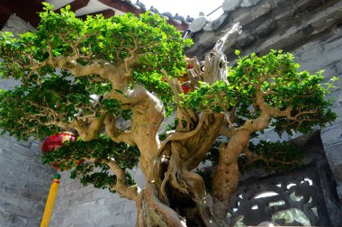 PUTRAJAYA, MALAYSIA - 30 Mayıs 2016: Putrajaya, Malezya 'daki Royal Floria Putrajaya bahçesinde halk için Bonsai ağacı görüntüsü.