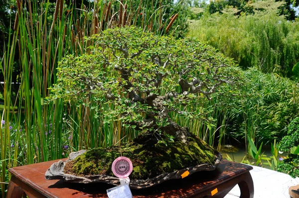 Putrajaya Malasia Mayo 2016 Exposición Árboles Bonsai Para Público Jardín — Foto de Stock