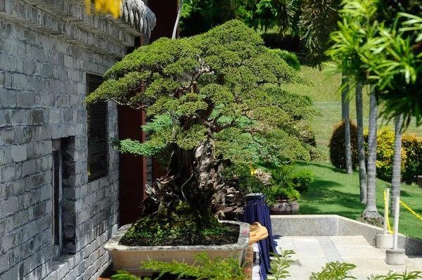 マレーシア プトラジャヤ市 2016年5月30日 マレーシア プトラジャヤ市のロイヤル フロリア プトラジャヤ ガーデンで一般公開される盆栽展 — ストック写真