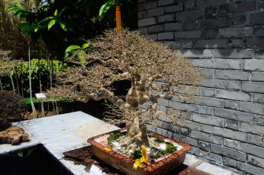 PUTRAJAYA, MALAYSIA - 30 Mayıs 2018: Malezya 'nın Putrajaya kentindeki Royal Floria Putrajaya bahçesinde halk için Bonsai ağacı görüntüsü. Sahibinin yaratıcılığına göre çeşitli türlerde ve şekillerde bulunabilir..