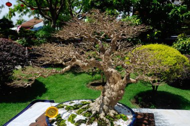 PUTRAJAYA, MALAYSIA - 30 Mayıs 2018: Malezya 'nın Putrajaya kentindeki Royal Floria Putrajaya bahçesinde halk için Bonsai ağacı görüntüsü. Sahibinin yaratıcılığına göre çeşitli türlerde ve şekillerde bulunabilir..