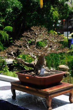 PUTRAJAYA, MALAYSIA - 30 Mayıs 2018: Malezya 'nın Putrajaya kentindeki Royal Floria Putrajaya bahçesinde halk için Bonsai ağacı görüntüsü. Sahibinin yaratıcılığına göre çeşitli türlerde ve şekillerde bulunabilir..