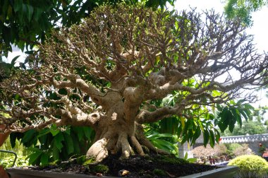 PUTRAJAYA, MALAYSIA - 30 Mayıs 2018: Malezya 'nın Putrajaya kentindeki Royal Floria Putrajaya bahçesinde halk için Bonsai ağacı görüntüsü. Sahibinin yaratıcılığına göre çeşitli türlerde ve şekillerde bulunabilir..