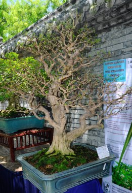 PUTRAJAYA, MALAYSIA - 30 Mayıs 2018: Malezya 'nın Putrajaya kentindeki Royal Floria Putrajaya bahçesinde halk için Bonsai ağacı görüntüsü. Sahibinin yaratıcılığına göre çeşitli türlerde ve şekillerde bulunabilir..