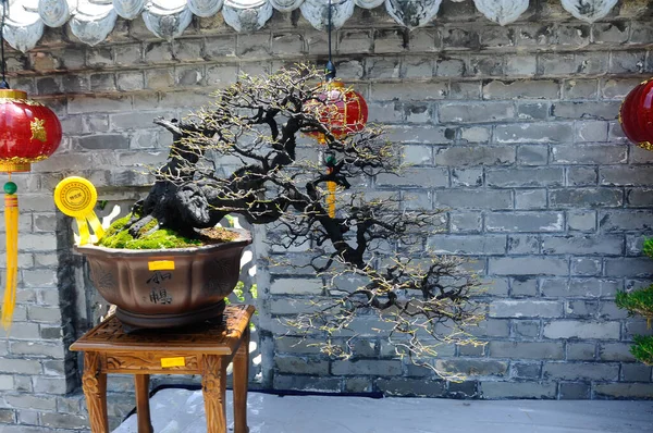 Putrajaya Malaysia Mai 2018 Bonsai Baum Für Die Öffentlichkeit Royal — Stockfoto