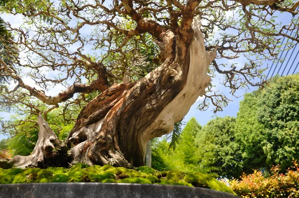 Putrajaya Malaysia May 2018 Bonsai Tree Display Public Royal Floria — Stock Photo, Image