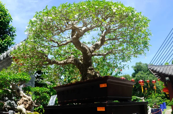 マレーシア プトラジャヤ市 2018年5月30日マレーシア プトラジャヤ市のロイヤル フロリア プトラジャヤ ガーデンで一般公開される盆栽展 所有者の創造性によると さまざまな種や形で利用できます — ストック写真