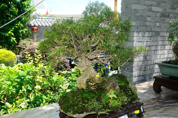 Putrajaya Malaysia Maj 2018 Wystawa Drzew Bonsai Dla Publiczności Ogrodzie — Zdjęcie stockowe
